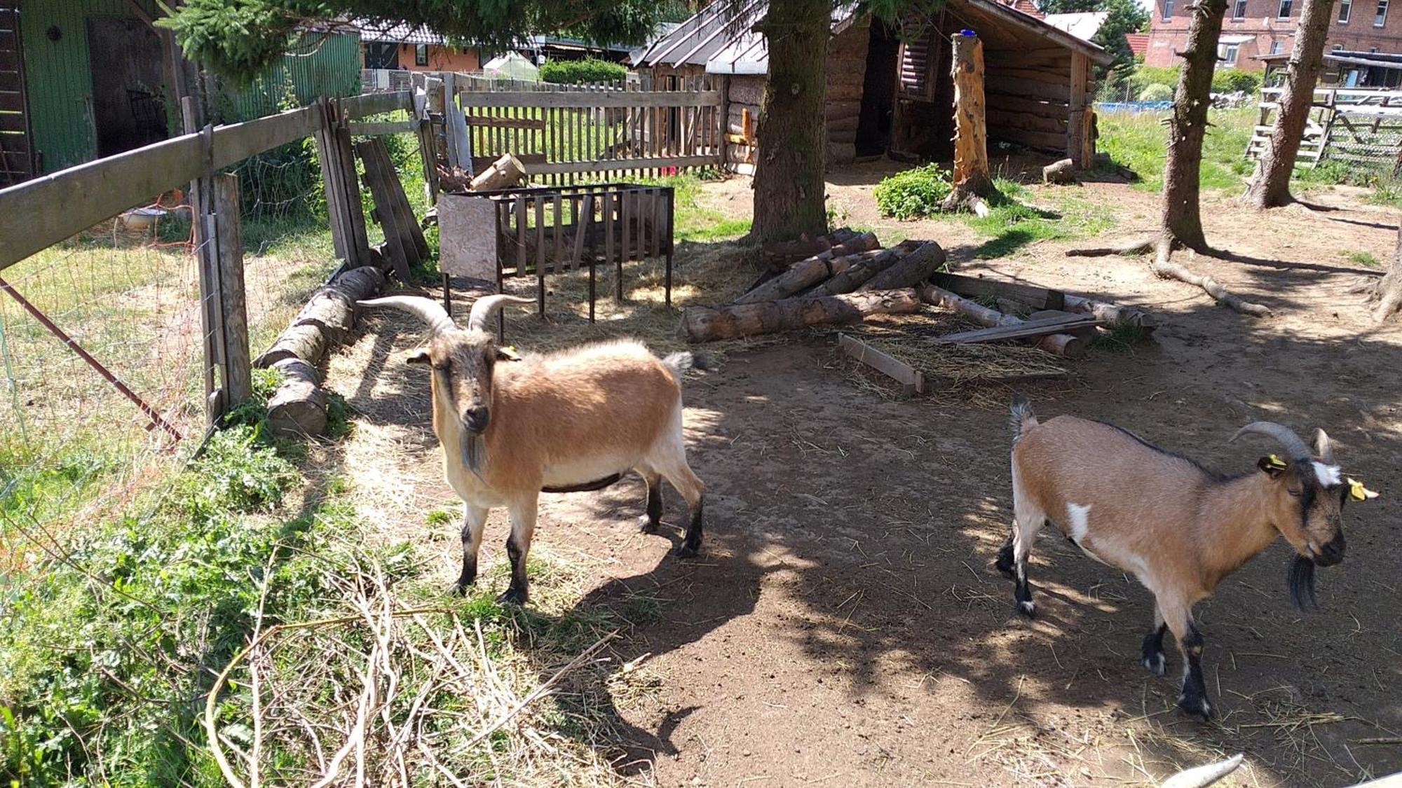 Ferienwohnung Sonnenschein Mit Kleinem Bauernhof Thale Exterior foto